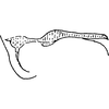 Abdomen, tergite II apodemes: !! display not done !! on Hebata (Hebata) fabalis (DeLong, 1930): Abdomen, tergite III apodemes. (Observation).