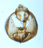 Pygofer, ventral view: !! display not done !! on Sogatella furcifera (Horváth, 1899): (Observation).