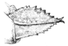 Nomotettix parvus Morse, 1895: Fig. 17. female, ovipositor, lateral aspect. (Otu).