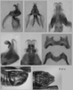 Melanoplus stupefactus (Scudder, 1876): male genitalia. (Otu).