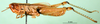 CollectionObject 1502121; f4a1cb9f-df66-4f71-a457-d98e5186139b: male, lateral view (paralectotype). (CollectionObject).