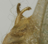 CollectionObject 1535184; e535f063-f051-4db8-8c7c-18303590c3ba: male cerci (syntype). (CollectionObject).