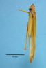 CollectionObject 1542930; DEES MZLQ-I0060', d5e706a6-3605-40a8-bd8a-16ebbe114d35: female, body dorsal view (allotype). (CollectionObject).