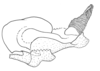 Xyleus discoideus discoideus (Serville, 1831): Fig. 3C. phallic complex without cingulum. (Otu).