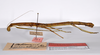 copyright ZMHB, Berlin. female, lateral view of Clitumnus coronatus (lectotype). Depicts CollectionObject 1560873; d713a8fd-4b49-4d75-8486-93297231ba65, a CollectionObject.