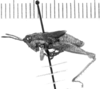 CollectionObject 1524858; 797f7981-6b71-4c6b-ae24-cc144a1c5a30: male, lateral view (lectotype of Leptomerinthoprora modesta). (CollectionObject).