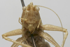 CollectionObject 1535930; 52a49908-d4e9-4e54-abf4-9487428ea0d2: male face (syntype). (CollectionObject).