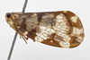 Habitus, lateral view: !! display not done !! on Nogodina Stål, 1859: (Observation).