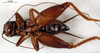 CollectionObject 1567477; 127f8291-efb9-4931-9e40-039aa375ca27: male, ventral view (paratype). (CollectionObject).