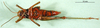 CollectionObject 1501650; cc941f1a-6003-49f8-a511-0a67bbd6b6cd, DORSA BA000169S01: female, ventral view (holotype). (CollectionObject).