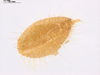 CollectionObject 1578223; 15a4a989-b64f-41f9-bff0-865db3461705: male, cercus. (CollectionObject).