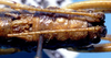 CollectionObject 1499273; 44a4a234-c4a8-4b43-b358-54a2ec224aa6: male pronotum and tegmina, dorsal view (holotype). (CollectionObject).