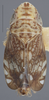 Habitus, dorsal view: !! display not done !! on Dicyphonia minuta Beamer, 1936: (Observation).