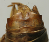 CollectionObject 1534975; ad83a573-ce73-4f21-85ce-00c27ad88970: male abdomen tip, dorsal view (lectotype or paralectotype). (CollectionObject).