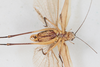 CollectionObject 1506587; 89ec8333-6d22-4e07-973b-8005501f7070: male, ventral view (syntype). (CollectionObject).