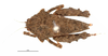 CollectionObject 1567874; 9bf6f13e-a7b6-4cc9-9b75-c3fc01fecccc: female, dorsal view (no type). (CollectionObject).