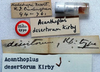 Acanthoplus discoidalis (Walker, 1869): labels (holotype of Acanthoplus desertorum). (Otu).