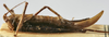 CollectionObject 1539691; bb307042-d292-43c6-9638-4f89d8e8fc43: female habitus, lateral view (holotype). (CollectionObject).