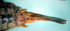 CollectionObject 1502544; 47b4617a-2376-404f-96d7-bd27898e211f: female abdomen tip, dorsal viewx (paratype. (CollectionObject).