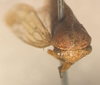 Head: !! display not done !! on Grandolobus vittatipennis (Fowler, 1896): (Observation).
