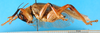 CollectionObject 1500136; 1061f6f8-83cf-48dd-a6c1-095493f7d148: male, lateral view. (CollectionObject).