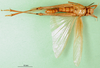 CollectionObject 1570319; 3d2fed87-34b9-4742-8309-0b7253b5c648: male, ventral view (syntype of Gastrimargus testaceus). (CollectionObject).