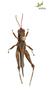 CollectionObject 1849211; 18829aed-037d-4b0e-9af4-ad246edd19df, Unioeste Cascavel K-0053: Male. Dorsal view. (CollectionObject).