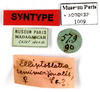 CollectionObject 1587145; MNHN(SF IMPORT DUPLICATE) MNHN-EP-EP1009, 33a91144-5cca-4319-b4b4-2586753fab77: CC BY-NC-ND 4.0/MNHN - Depraetere Marion - 2014. Syntype, female, of semilimbata Saussure & Zehntner, 1895. Specimen number: MNHN-EP-EP1009. http://coldb.mnhn.fr/catalognumber/mnhn/ep/ep1009. (CollectionObject).