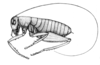 CollectionObject 1521986; 67908ed1-ce08-4d93-b720-e78db939e460: Fig. 21 (after syntype). male habitus (body length 13.5 mm, pronotum 3.2 mm, hind femur 7.3 mm). (CollectionObject).;CollectionObject 1521987; ee2e2e7f-4555-4e5a-a05b-6772fade9f56: Fig. 21 (after syntype). male habitus (body length 13.5 mm, pronotum 3.2 mm, hind femur 7.3 mm). (CollectionObject).