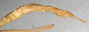 CollectionObject 1557880; c83c5af9-8525-4b77-96fb-029ed371cd84: copyright NHMW, Vienna. female: end of abdomen, lateral view of synonym Clitarchus longipes (lectotype),. (CollectionObject).