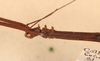 CollectionObject 1557782; NMW 64, d8b62e4c-4907-4032-8861-f888a6d85a22: copyright NMW Vienna. male: head & part thorax, lateral view (holotype). (CollectionObject).