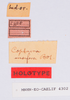 CollectionObject 1541487; 72c4b159-d3ed-4b8b-9213-eb2047e98e3c: labels (holotype). (CollectionObject).