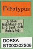 CollectionObject 1502705; 95fcbe8e-3b7b-43ae-b2ad-66199c9ded2e: labels (paratype of Metrioptera kuntzeni). (CollectionObject).