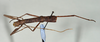 CollectionObject 1561268; 5a0ce6ed-04f1-4f16-ba85-2c9b1b7fe1df: (CollectionObject).