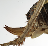 CollectionObject 1529600; dc55f4e9-3490-485d-aa4a-b2bd268c78de: female ovipositor (holotype). (CollectionObject).
