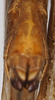 CollectionObject 1519440; f4045920-d9c4-4605-8844-0c0a14942c2f, NHMUK10924572: female, genital ventral view (holotype). (CollectionObject).