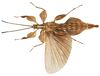 Acentetaphyllium stellae (Cumming, 2016): copyright SDNHM. male (holotype): ventral view. (Otu).