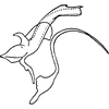 Aedeagus, lateral view on Diomma (Bunyipia) nunae (Dworakowska, 1972): Aedeagus, lateral view. (Observation).