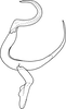 Aedeagus, lateral view on Drabescus feraminensis Evans, 1972: Aedeagus, lateral view. (Observation).