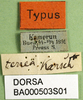 CollectionObject 1501226; c602135b-8dd0-4bf8-a673-809440a5625d, DORSA BA000503S01: labels (syntype). (CollectionObject).