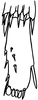 Nymph: Apex of hind tibia and first tarsomere. (Observation).