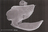 Pygofer, lateral view: !! display not done !! on Curtara (Curtara) concava DeLong & Freytag, 1976: Male: pygofer, valve, anal tube, and subgenital plate, lateral view. (Observation).