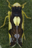 Habitus, dorsal view on Eupteryx (Eupteryx) vittata (Linnaeus, 1758): Habitus (male). (Observation).