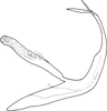 Aedeagus, lateral view on Edwardsiana commissuralis (Stål, 1858): Aedeagus, lateral view. (Observation).