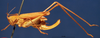CollectionObject 1520520; 66b6dc33-ad11-4dce-af14-7f2439ab7ef7: female Habitus lateral view. (CollectionObject).
