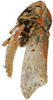 Habitus, lateral view on Brazosa beni Pinedo-Escatel & Dietrich, 2020: (Observation).