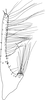 Subgenital plate, ventral view on Coloana latiprocessa Yang & Zhang, 2014: Subgenital plate. (Observation).
