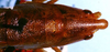 CollectionObject 1522223; d4ff485e-6fec-46a1-bc2f-8dc7f9a277a0: female head and pronotum, dorsal view (holotype of Conocephalus hoplomachus). (CollectionObject).