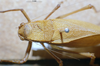 CollectionObject 1537329; EMBT 3226207, 1ff39627-36d8-4ddc-8f1a-dac7d8548f58: male head and pronotum. (CollectionObject).