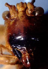 CollectionObject 1529670; fab20360-d1c5-47f1-97cf-5ebcd0f17eb5: female head, frontal view (holotype of Vestria nigricauda). (CollectionObject).